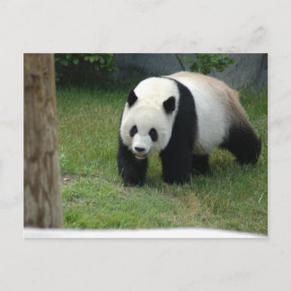 Carte Postale Giant Panda Bear Postcard