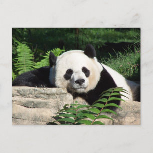 Carte Postale Giant Panda Napping