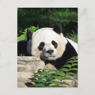 Carte Postale Giant Panda Napping