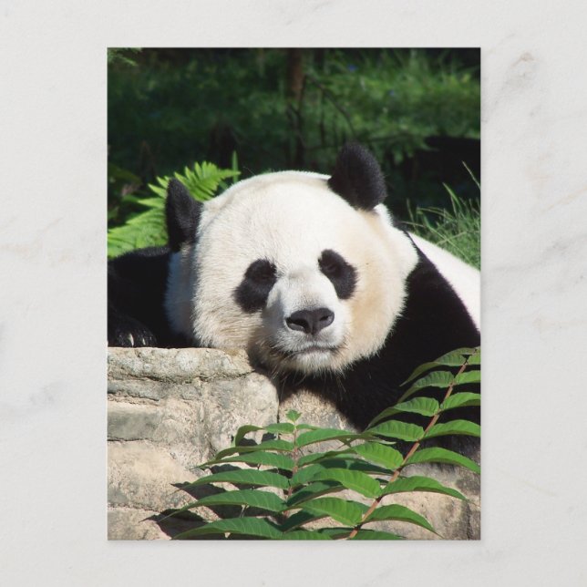 Carte Postale Giant Panda Napping (Devant)