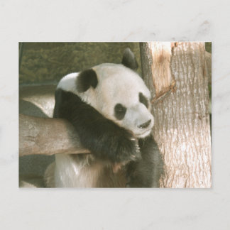Carte Postale Giant Panda Postcard