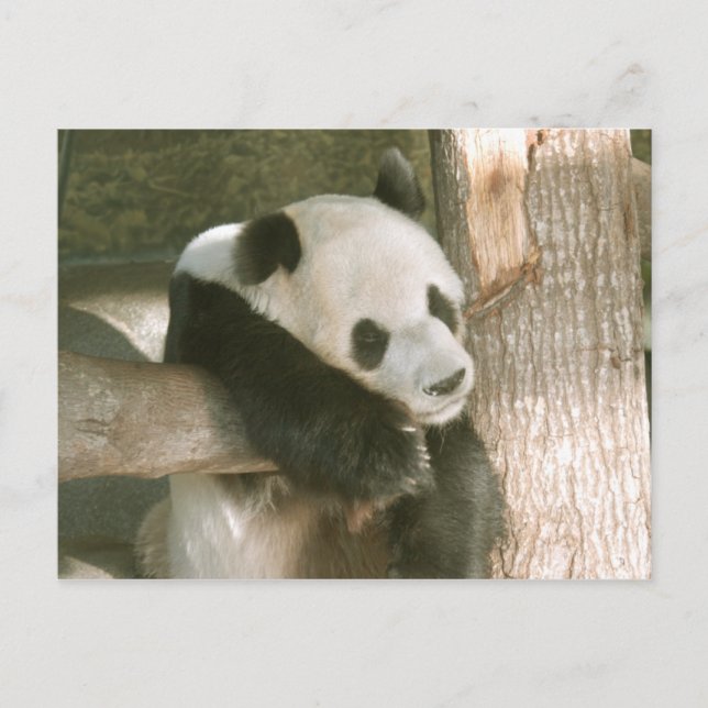 Carte Postale Giant Panda Postcard (Devant)