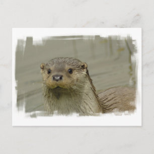 Carte postale Giant River Otter
