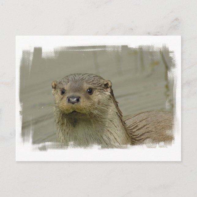 Carte postale Giant River Otter (Devant)