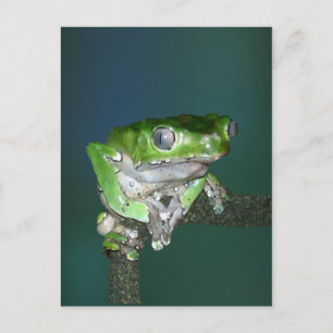 Carte postale Giant Waxy Monkey Frog