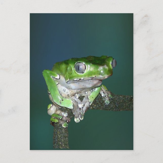 Carte postale Giant Waxy Monkey Frog (Devant)
