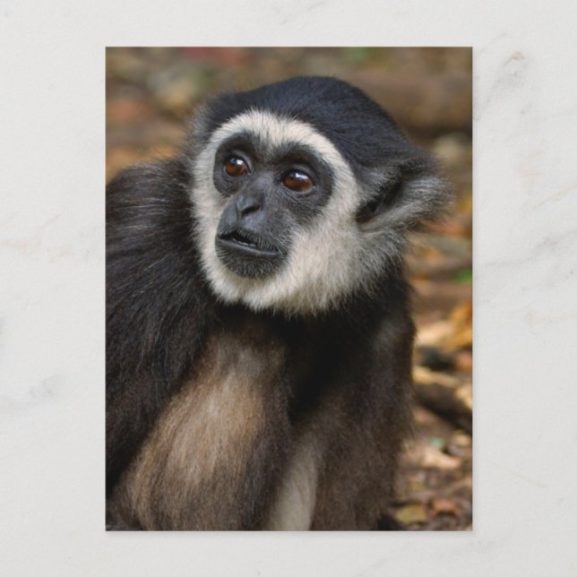 Carte Postale Gibbon à mains blanches (Hylobates Lar), Monkeylan (Devant)