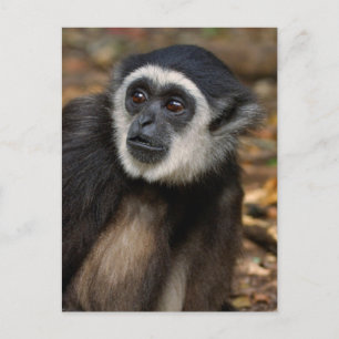 Carte Postale Gibbon (Hylobates Lar) à poitrine blanche, singe