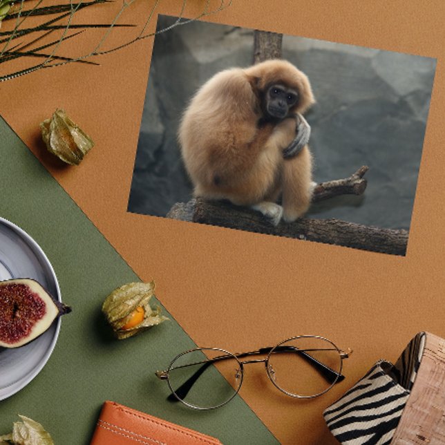 Carte Postale Gibbon lar à la main blanche (Créateur téléchargé)