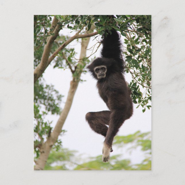 Carte Postale Gibbon Swing from Tree (Devant)