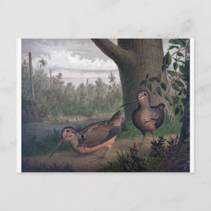 Carte Postale gibier-oiseaux-bécasses-peinture.