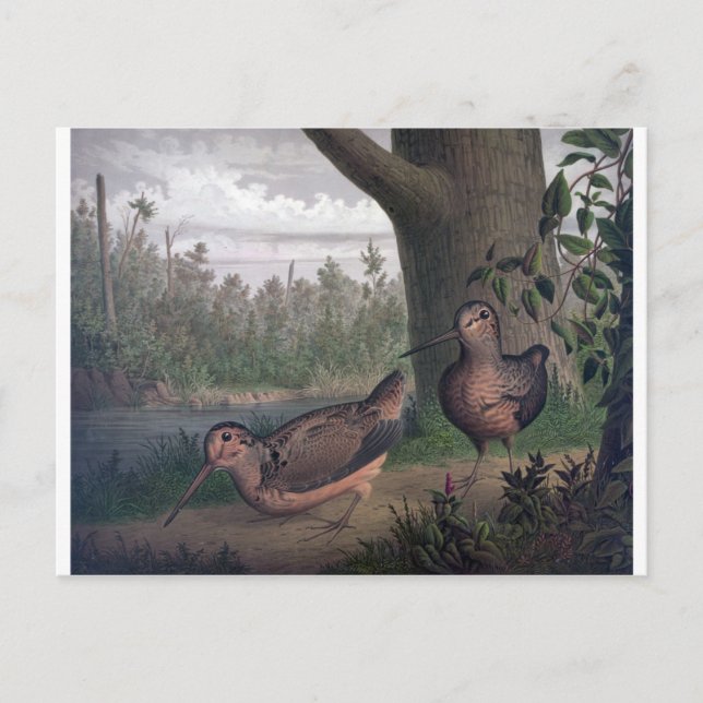 Carte Postale gibier-oiseaux-bécasses-peinture. (Devant)