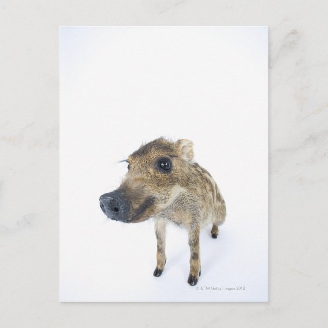 Carte Postale gibier sauvage (Devant)