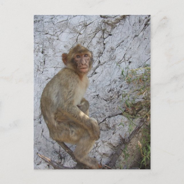 Carte postale Gibraltar Monkey, personnaliser (Devant)