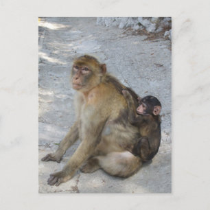 Carte postale Gibraltar Monkeys, personnaliser