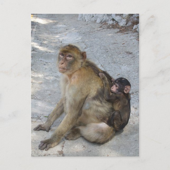 Carte postale Gibraltar Monkeys, personnaliser (Devant)