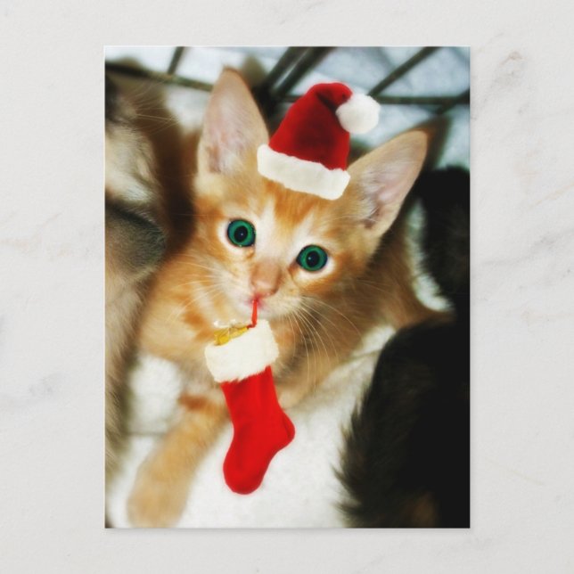 CARTE POSTALE GIFT FOR YOU (Devant)