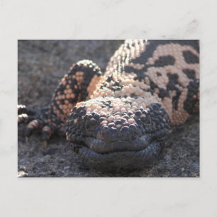 Carte Postale Gila Monster