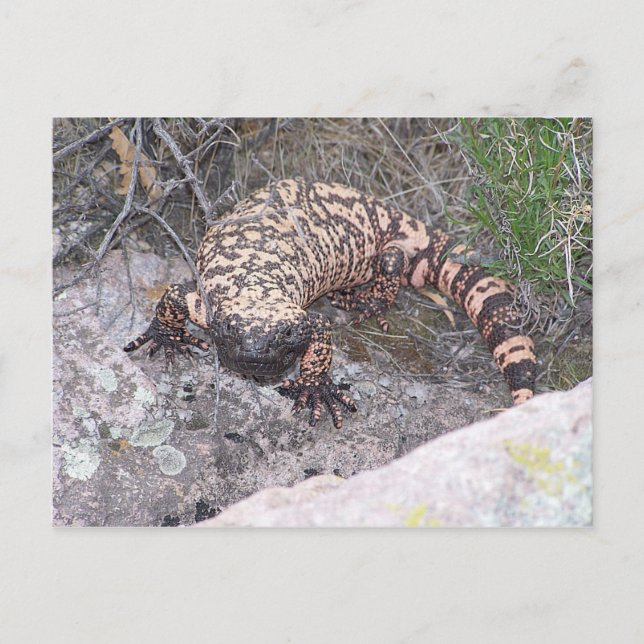 Carte Postale Gila Monster (Devant)