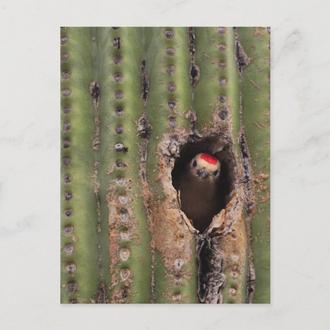 Carte Postale Gila Woodpecker in Saguaro (Devant)