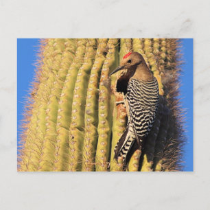 Carte Postale Gila Woodpecker on Saguaro Cactus in Arizona