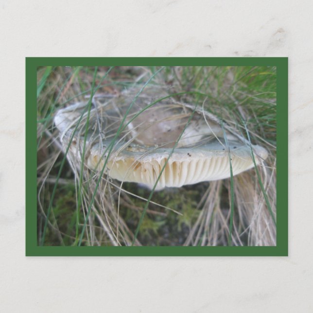 Carte postale Gills aux champignons (Devant)