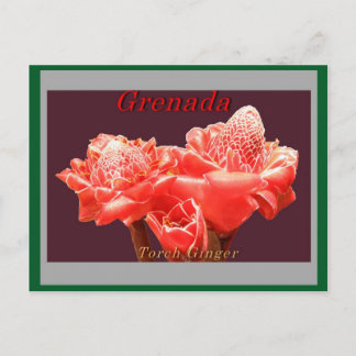 Carte Postale Gingembre à torche