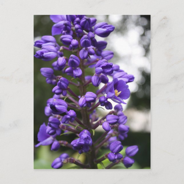 Carte Postale gingembre bleu (Devant)