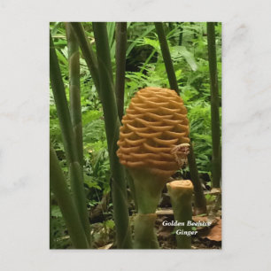 Carte Postale Gingembre en forme de ruche tropicale