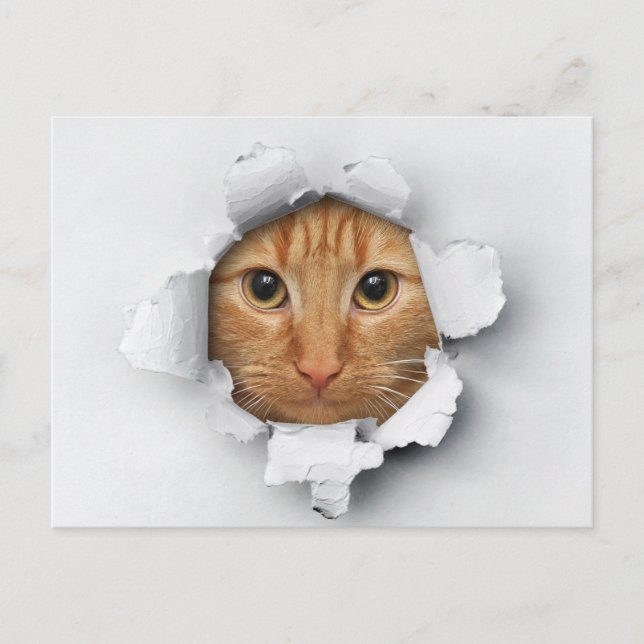 Carte Postale Gingembre mignon Maquereau Tabby Chat (Devant)