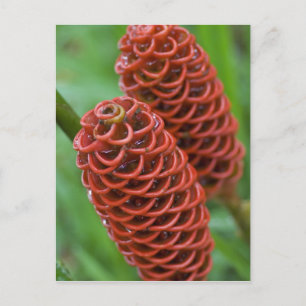 Carte Postale Gingembre rucher, Zingiber spectabile),