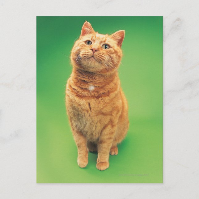 Carte Postale Ginger cat assis, regardant vers le haut (Devant)