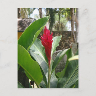 Carte postale Ginger Flower