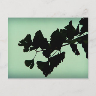Carte Postale Gingko