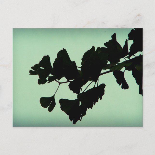 Carte Postale Gingko (Devant)