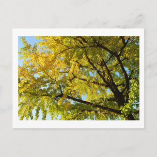 Carte Postale Ginkgo Tree : Japon