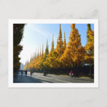 Ginkgo Trees, Icho Namiki Avenue : Tokyo
