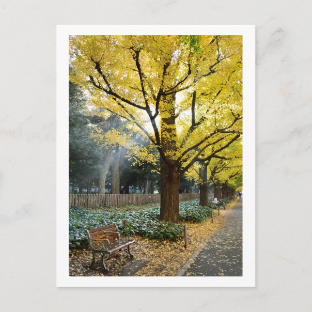 Carte Postale Ginkgo Trees : Meiji Jingu Gaien, Tokyo (Devant)