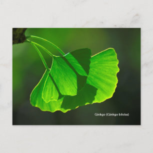 Carte Postale Ginkgobaum (Ginkgo biloba)