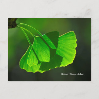 Carte Postale Ginkgobaum (Ginkgo biloba)