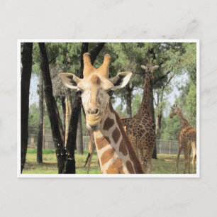 Carte Postale girafe