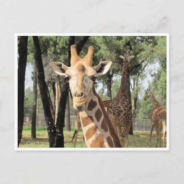 Carte Postale girafe (Devant)