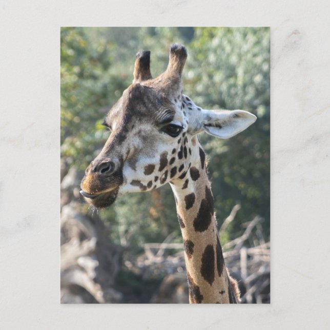 Carte Postale Girafe (Devant)