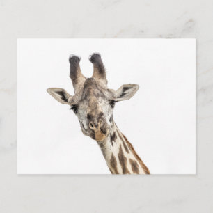 Carte Postale Girafe