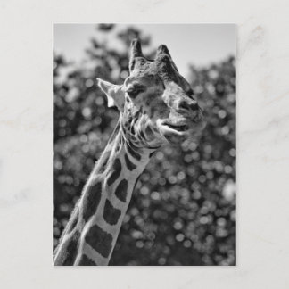 Carte Postale Girafe