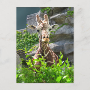 Carte Postale Girafe