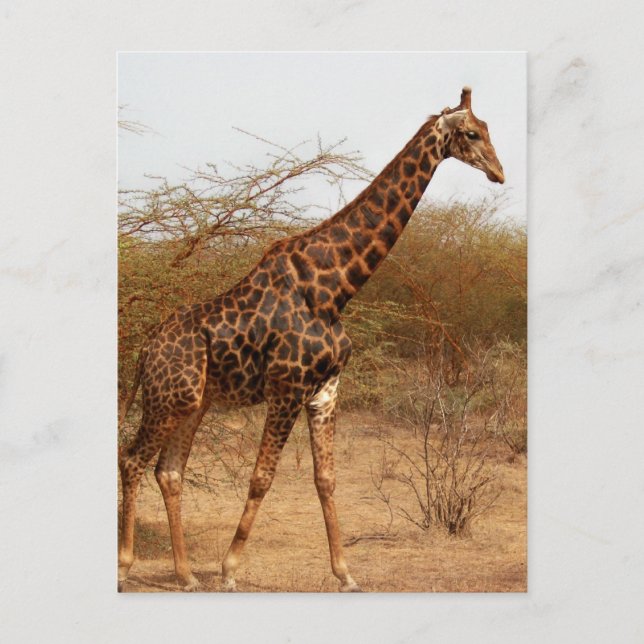 Carte Postale Girafe (Devant)