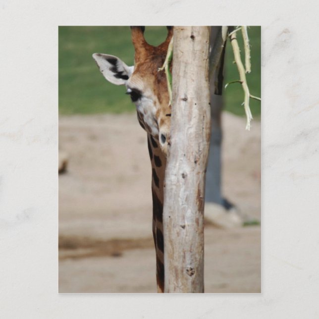 Carte Postale Girafe (Devant)