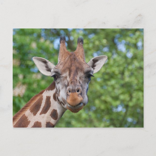 Carte Postale Girafe attentive (Devant)