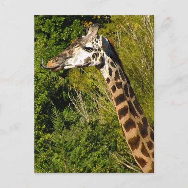 Carte Postale Girafe avec la langue Sticking Out Curled Up (Devant)
